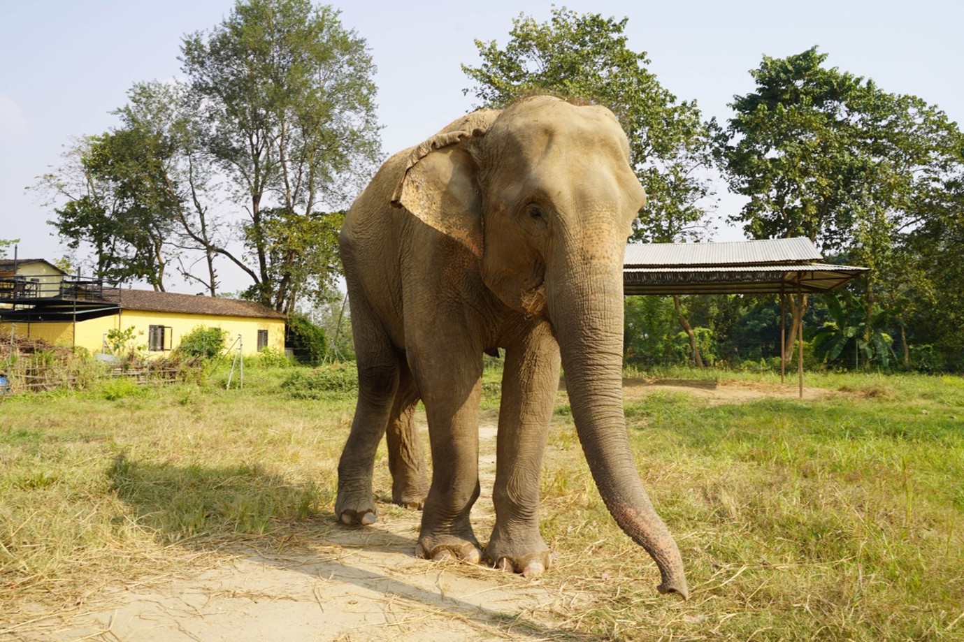 Maya Kali the Elephant